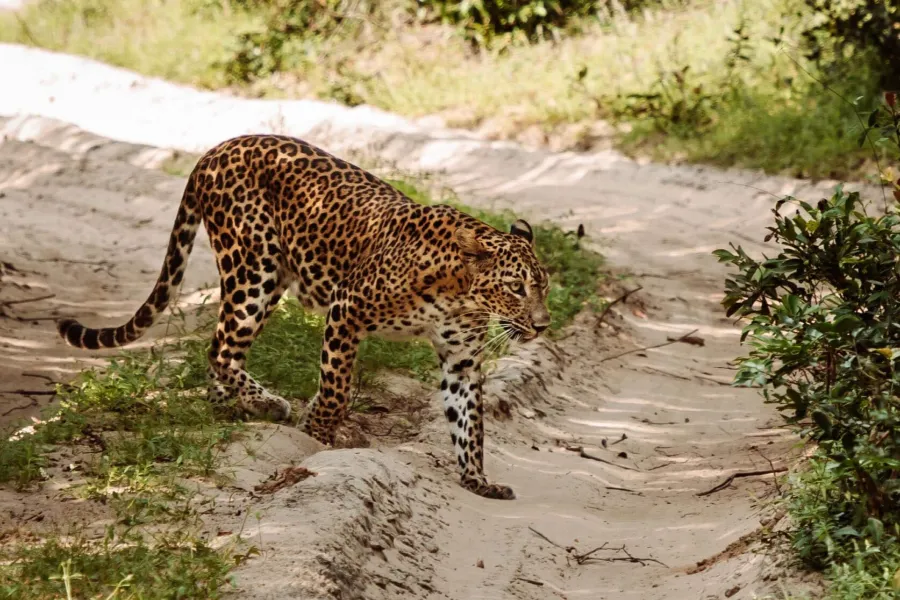 Wilpattu National Park – Sri Lanka’s Largest Park with Leopards & Lakes
