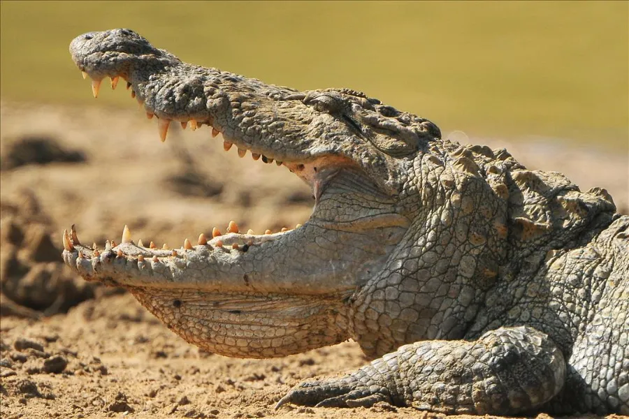 Wilpattu National Park – Sri Lanka’s Largest Park with Leopards & Lakes