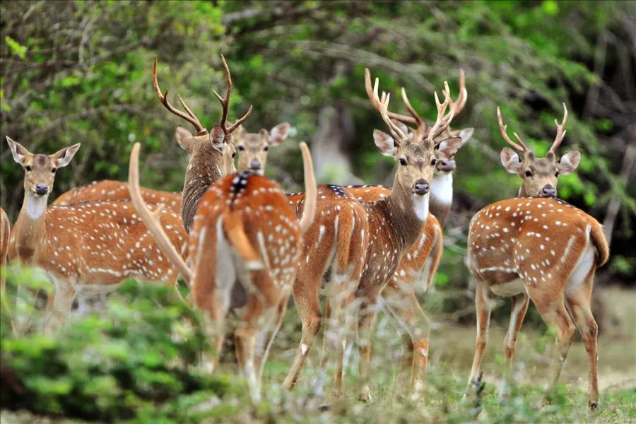 Wilpattu National Park – Sri Lanka’s Largest Park with Leopards & Lakes