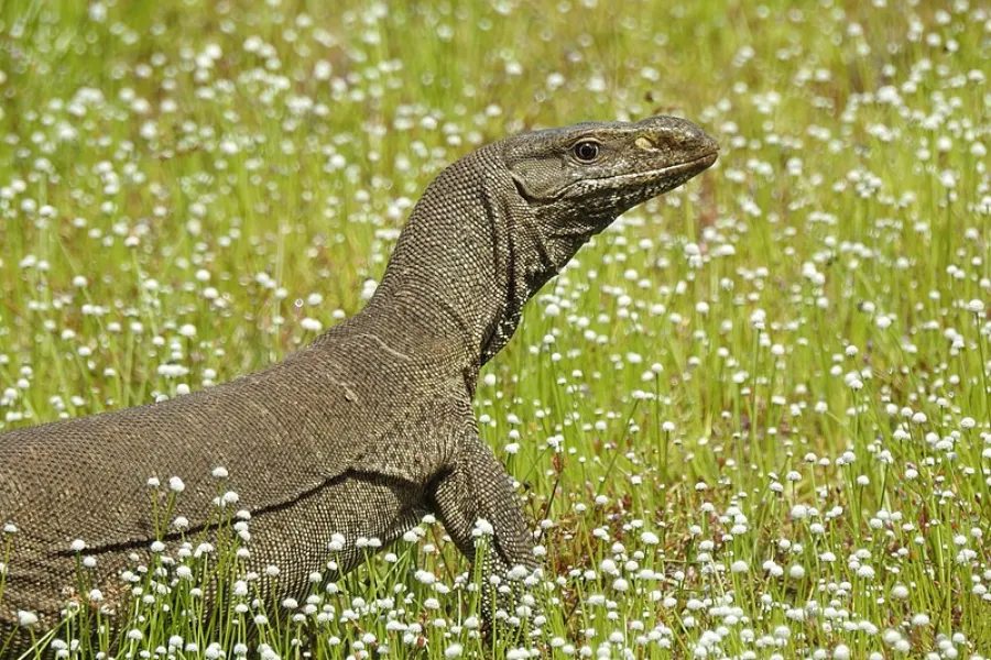 Wilpattu National Park – Sri Lanka’s Largest Park with Leopards & Lakes