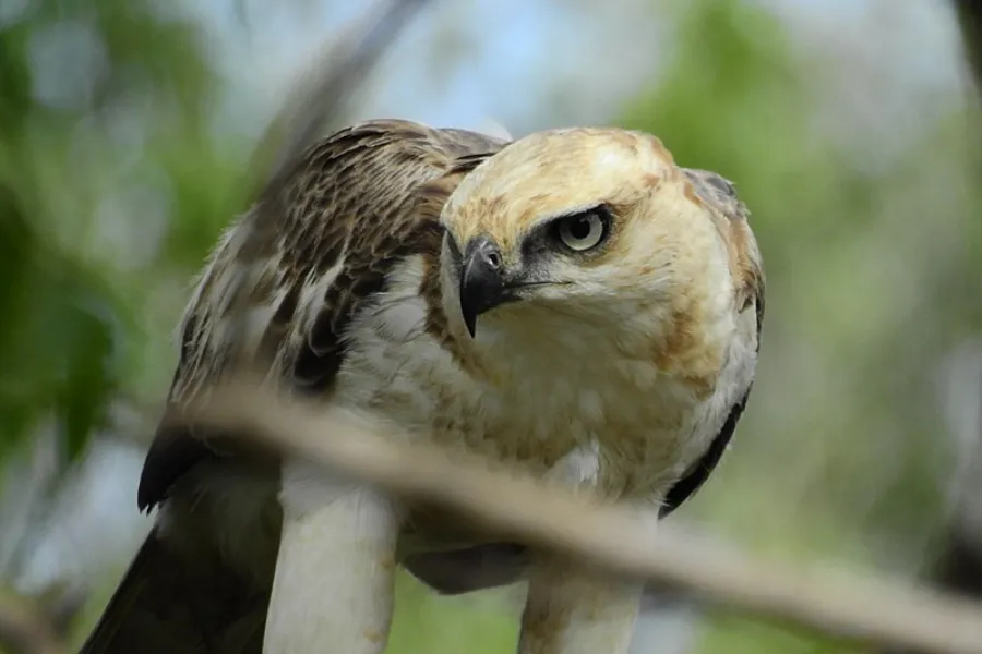 Wilpattu National Park – Sri Lanka’s Largest Park with Leopards & Lakes