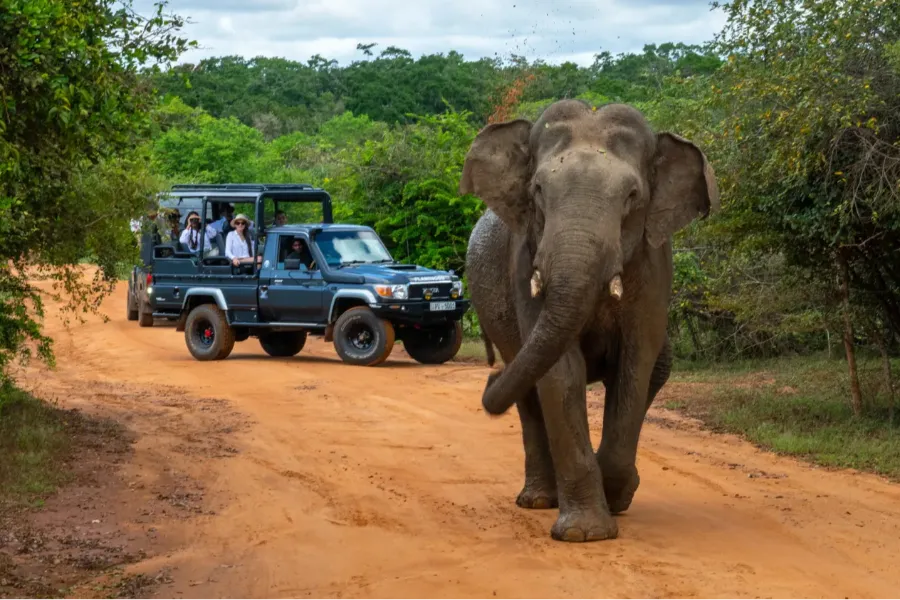 Yala National Park – Sri Lanka’s Premier Wildlife Safari Destination