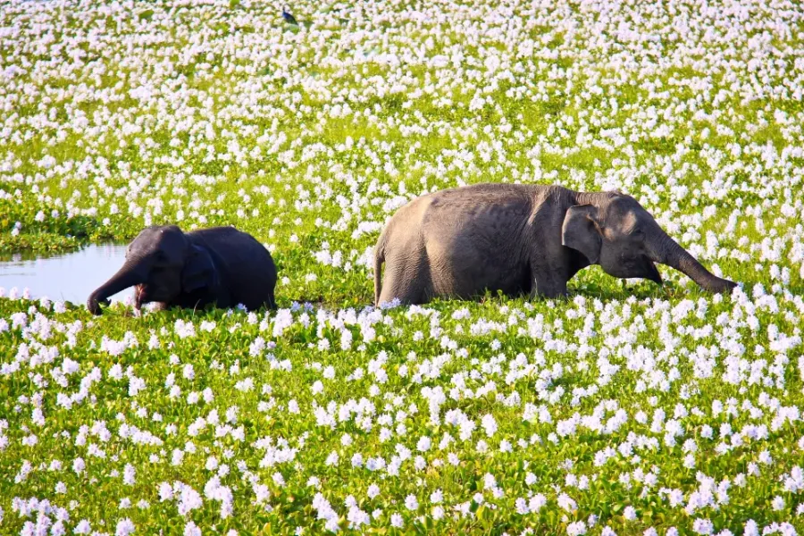 Yala National Park – Sri Lanka’s Premier Wildlife Safari Destination