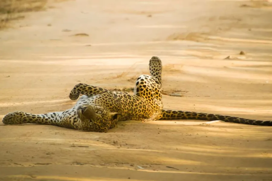 Yala National Park – Sri Lanka’s Premier Wildlife Safari Destination