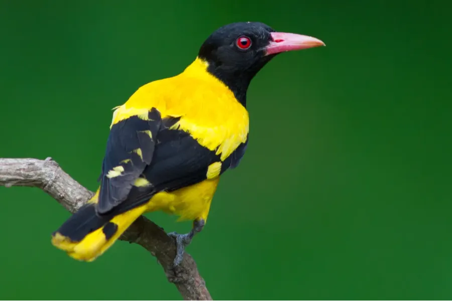 Yala National Park – Sri Lanka’s Premier Wildlife Safari Destination