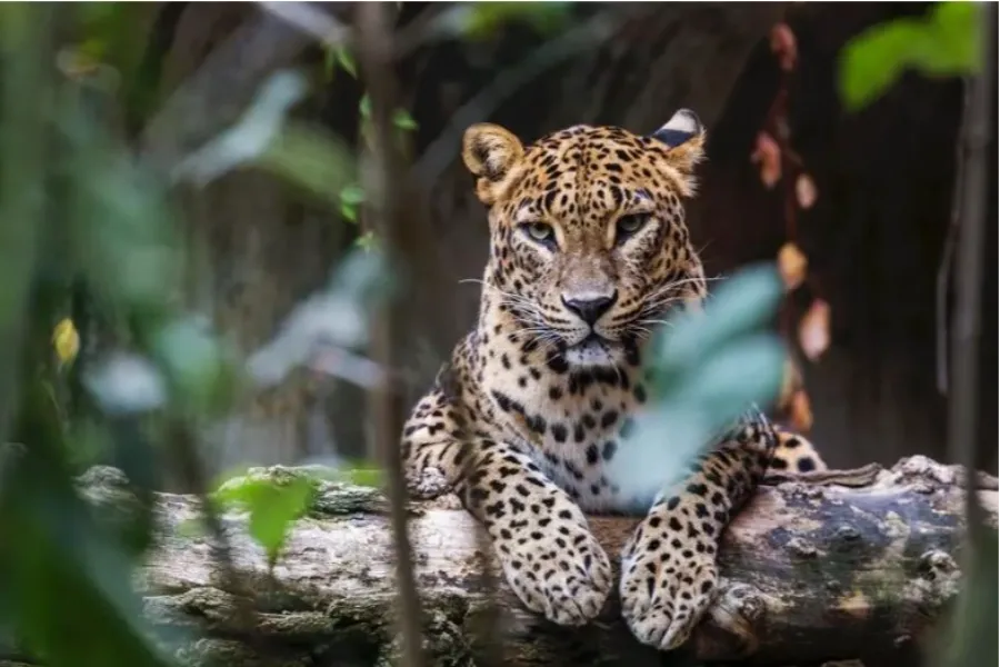 Yala National Park – Sri Lanka’s Premier Wildlife Safari Destination