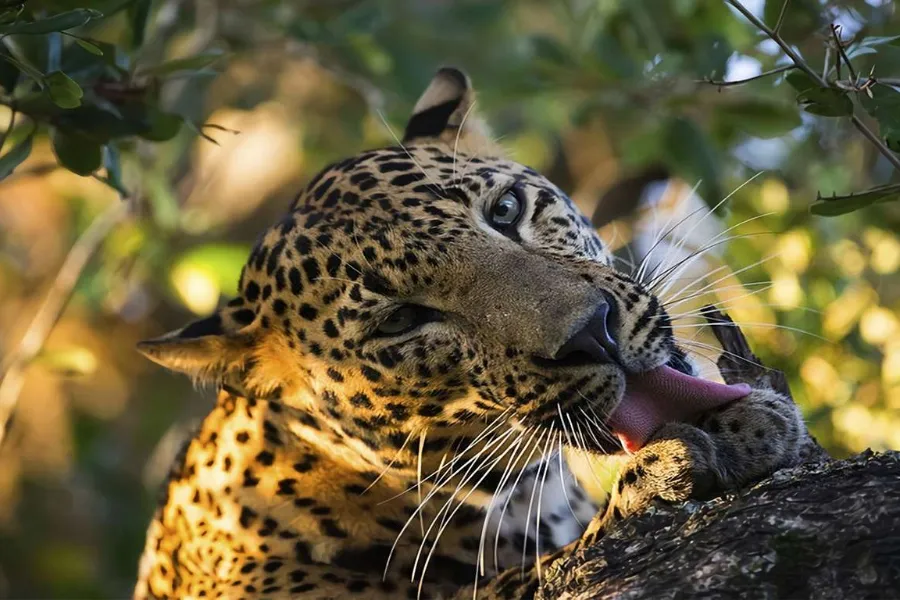 Yala National Park – Sri Lanka’s Premier Wildlife Safari Destination