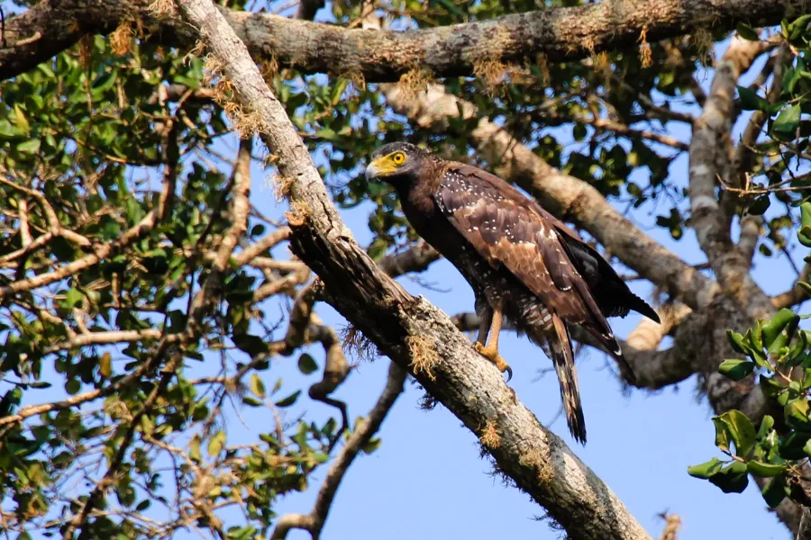 Yala National Park – Sri Lanka’s Premier Wildlife Safari Destination