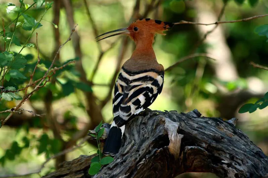 Yala National Park – Sri Lanka’s Premier Wildlife Safari Destination