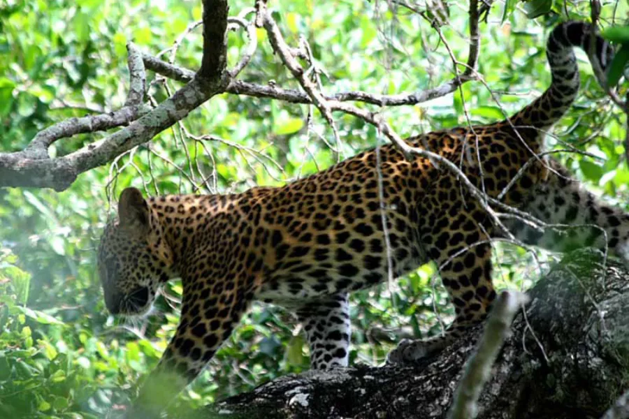 Yala National Park – Sri Lanka’s Premier Wildlife Safari Destination