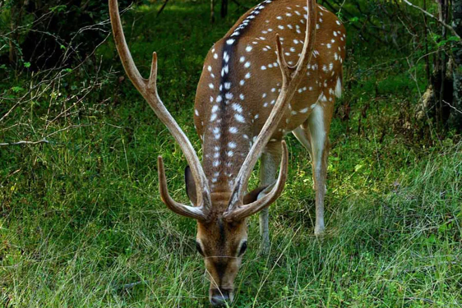 Yala National Park – Sri Lanka’s Premier Wildlife Safari Destination