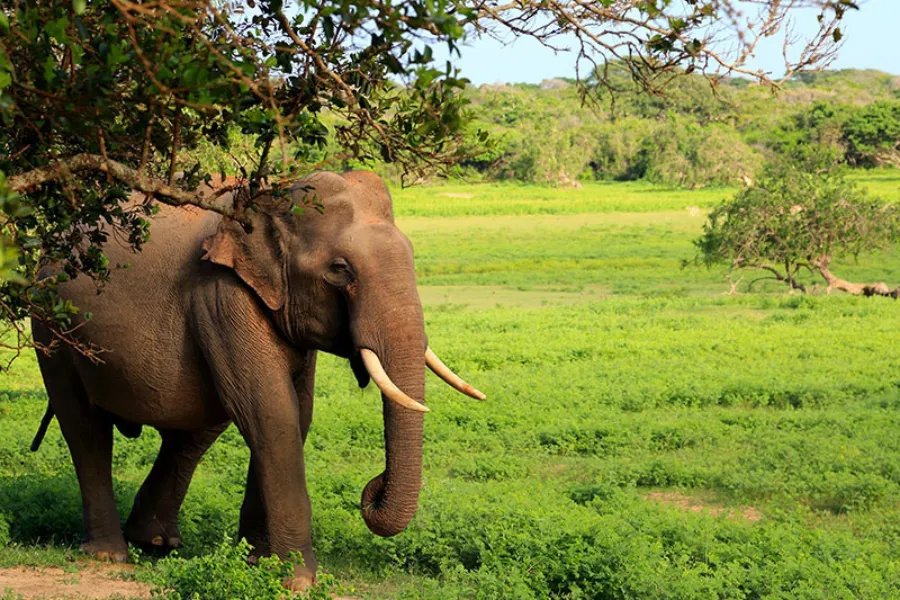 Yala National Park – Sri Lanka’s Premier Wildlife Safari Destination