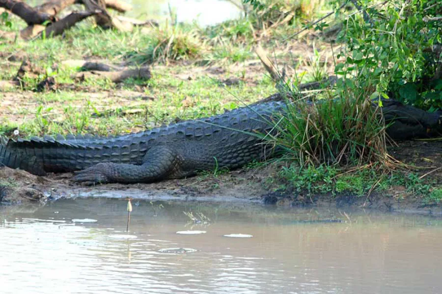 Yala National Park – Sri Lanka’s Premier Wildlife Safari Destination