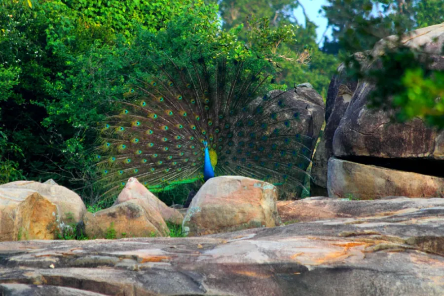 Yala National Park – Sri Lanka’s Premier Wildlife Safari Destination