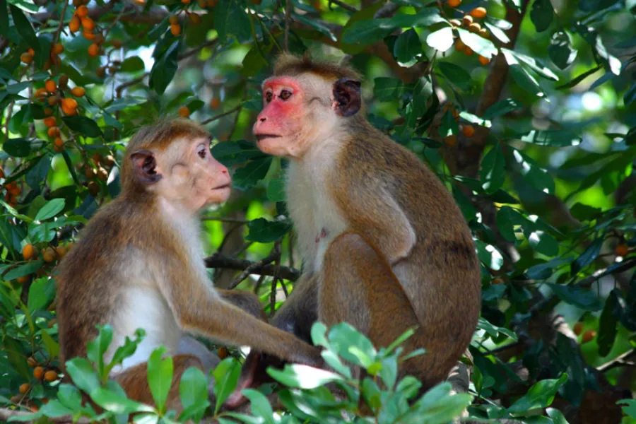 Yala National Park – Sri Lanka’s Premier Wildlife Safari Destination