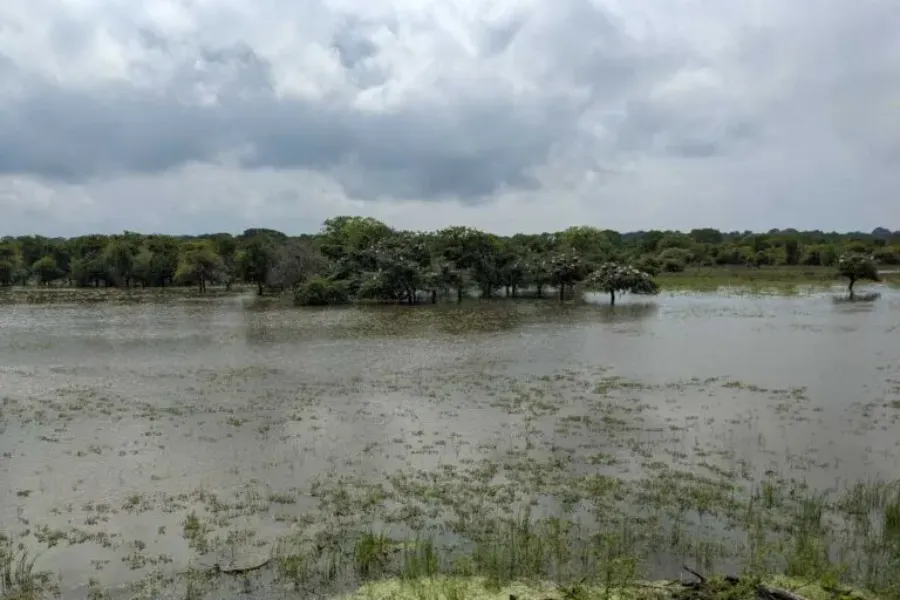 Yala National Park – Sri Lanka’s Premier Wildlife Safari Destination