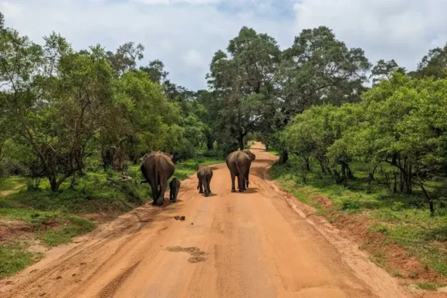 Yala National Park – Sri Lanka’s Premier Wildlife Safari Destination