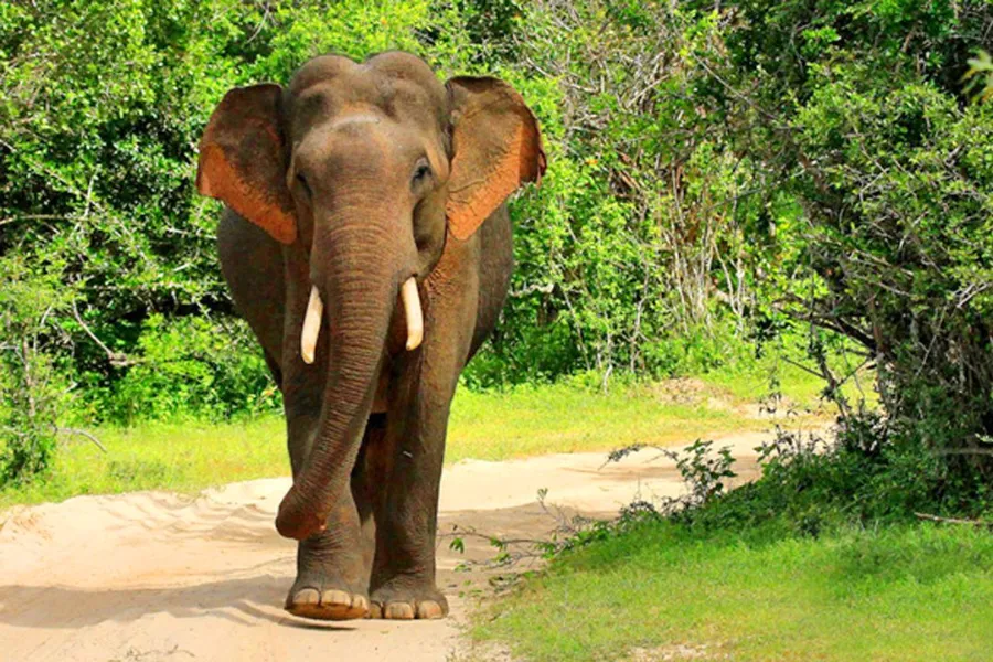 Yala National Park – Sri Lanka’s Premier Wildlife Safari Destination