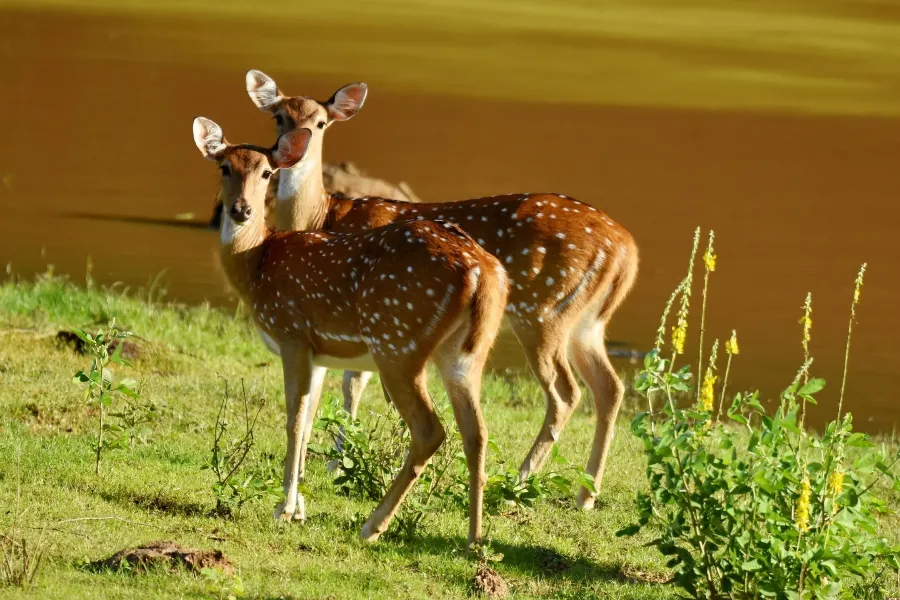 Yala National Park – Sri Lanka’s Premier Wildlife Safari Destination