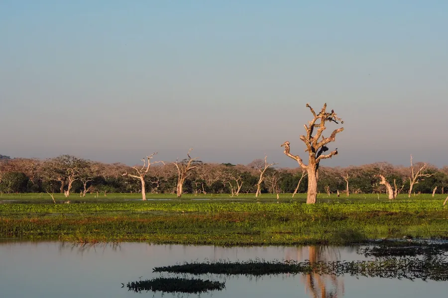 Yala National Park – Sri Lanka’s Premier Wildlife Safari Destination