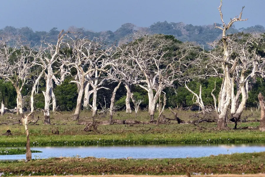 Yala National Park – Sri Lanka’s Premier Wildlife Safari Destination