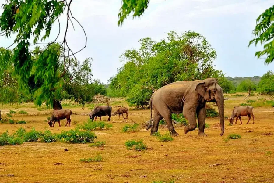 Yala National Park – Sri Lanka’s Premier Wildlife Safari Destination