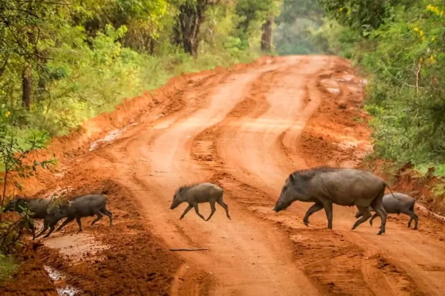 Yala National Park – Sri Lanka’s Premier Wildlife Safari Destination