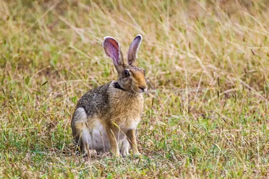 Yala National Park – Sri Lanka’s Premier Wildlife Safari Destination