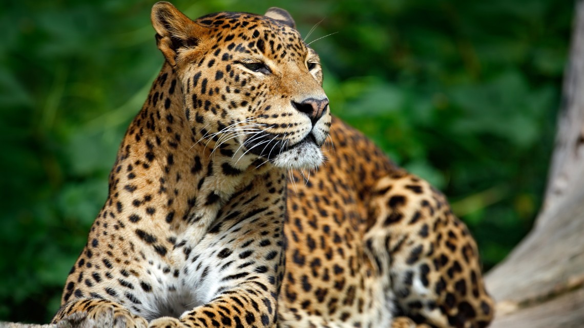 From Wetlands to Wild Coast private Sri Lanka tour