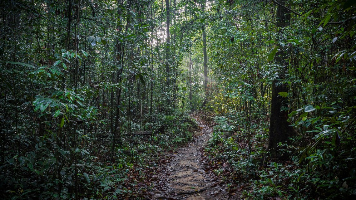 Rainforest and Highlands Wildlife Tour private Sri Lanka tour