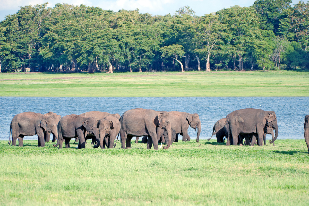 Wildlife & Safari