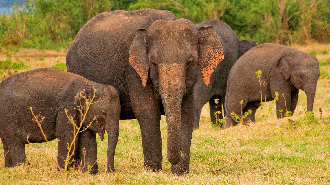 Ocean to Wilderness: Sri Lanka’s Summer Wildlife Journey private Sri Lanka tour