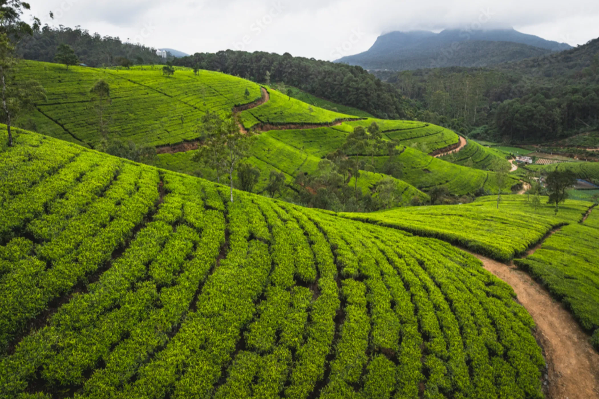 03 NIGHTS / 04 DAYS – CULTURAL TRIANGLE & HILL COUNTRY HIGHLIGHTS | Viathra Leisure