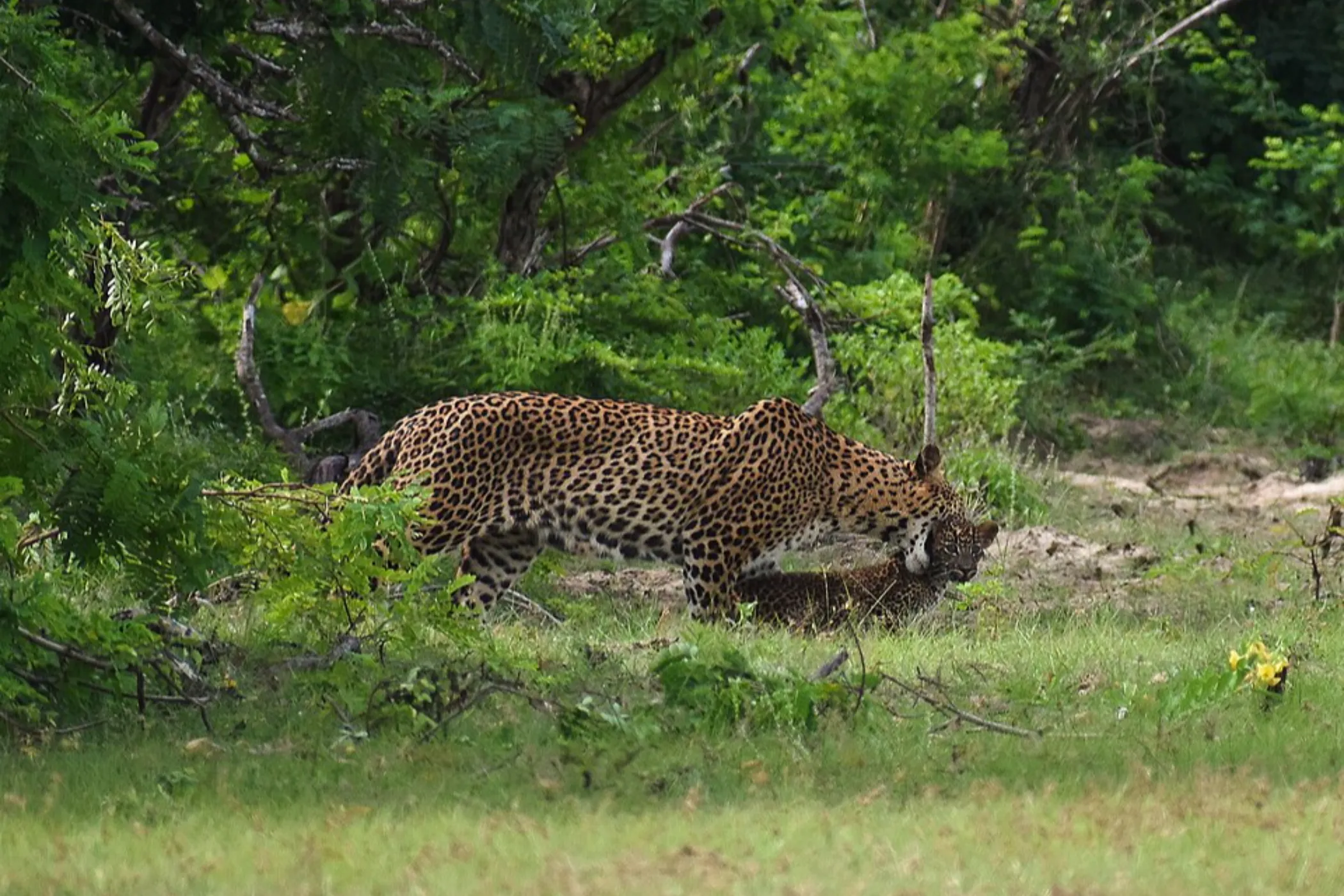 04 NIGHTS / 05 DAYS – NATURE, CULTURE, WILDLIFE & COASTAL CHARM | Viathra Leisure