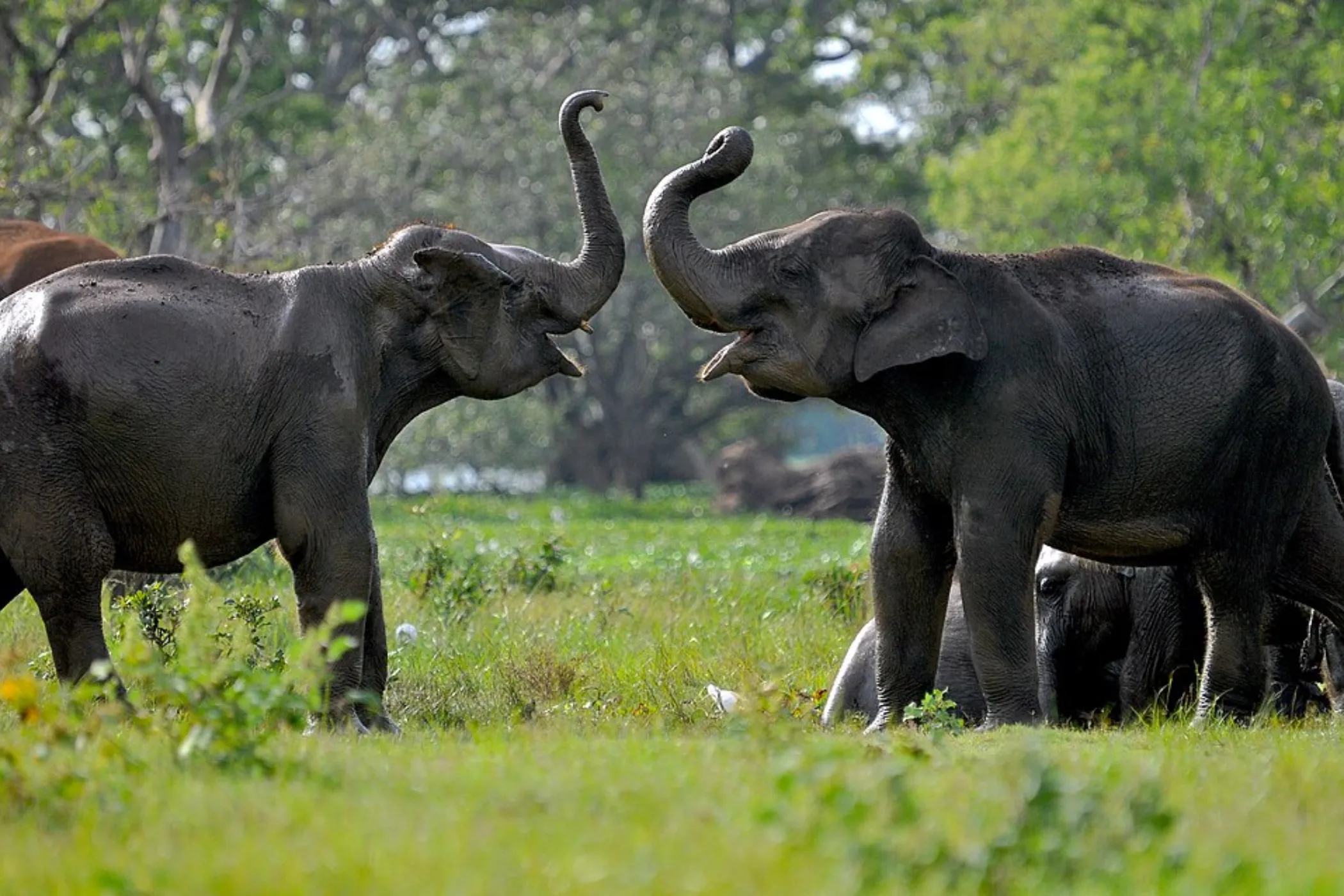 04 NIGHTS / 05 DAYS – NATURE, CULTURE, WILDLIFE & COASTAL CHARM | Viathra Leisure