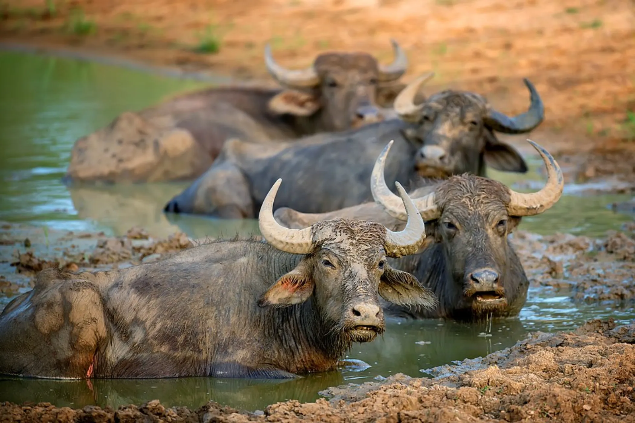 04 NIGHTS / 05 DAYS – NATURE, CULTURE, WILDLIFE & COASTAL CHARM | Viathra Leisure