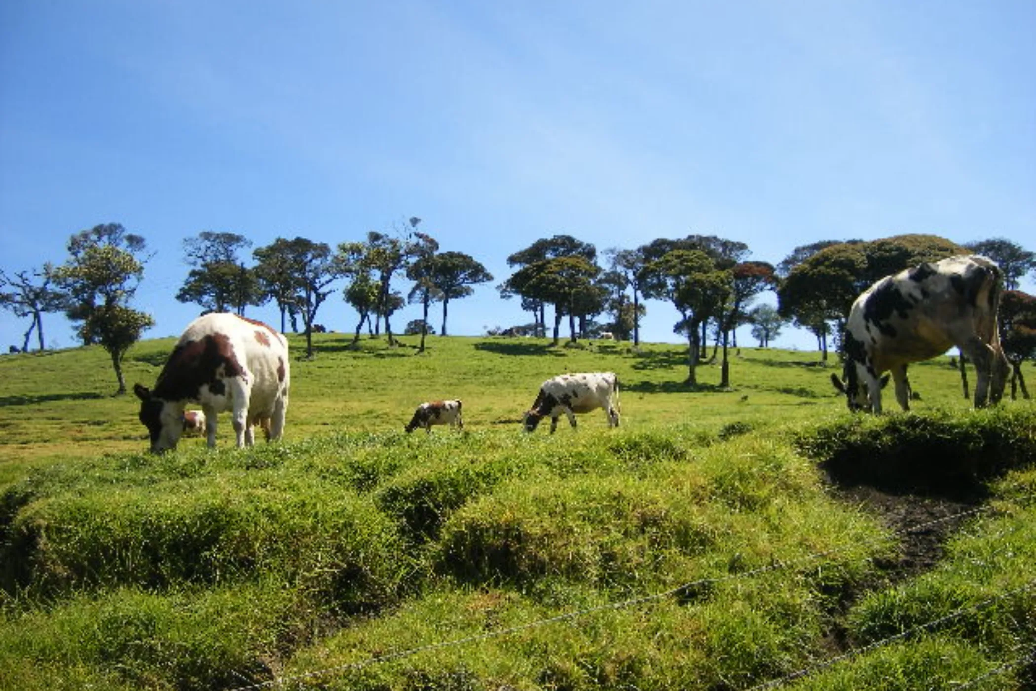 5 NIGHTS / 6 DAYS – WILDLIFE, TEA TRAILS & SOUTHERN BEACHES | Viathra Leisure