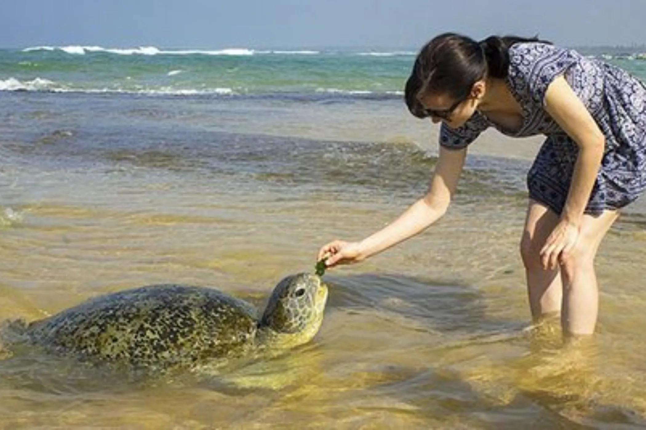 5 NIGHTS / 6 DAYS – WILDLIFE, TEA TRAILS & SOUTHERN BEACHES | Viathra Leisure