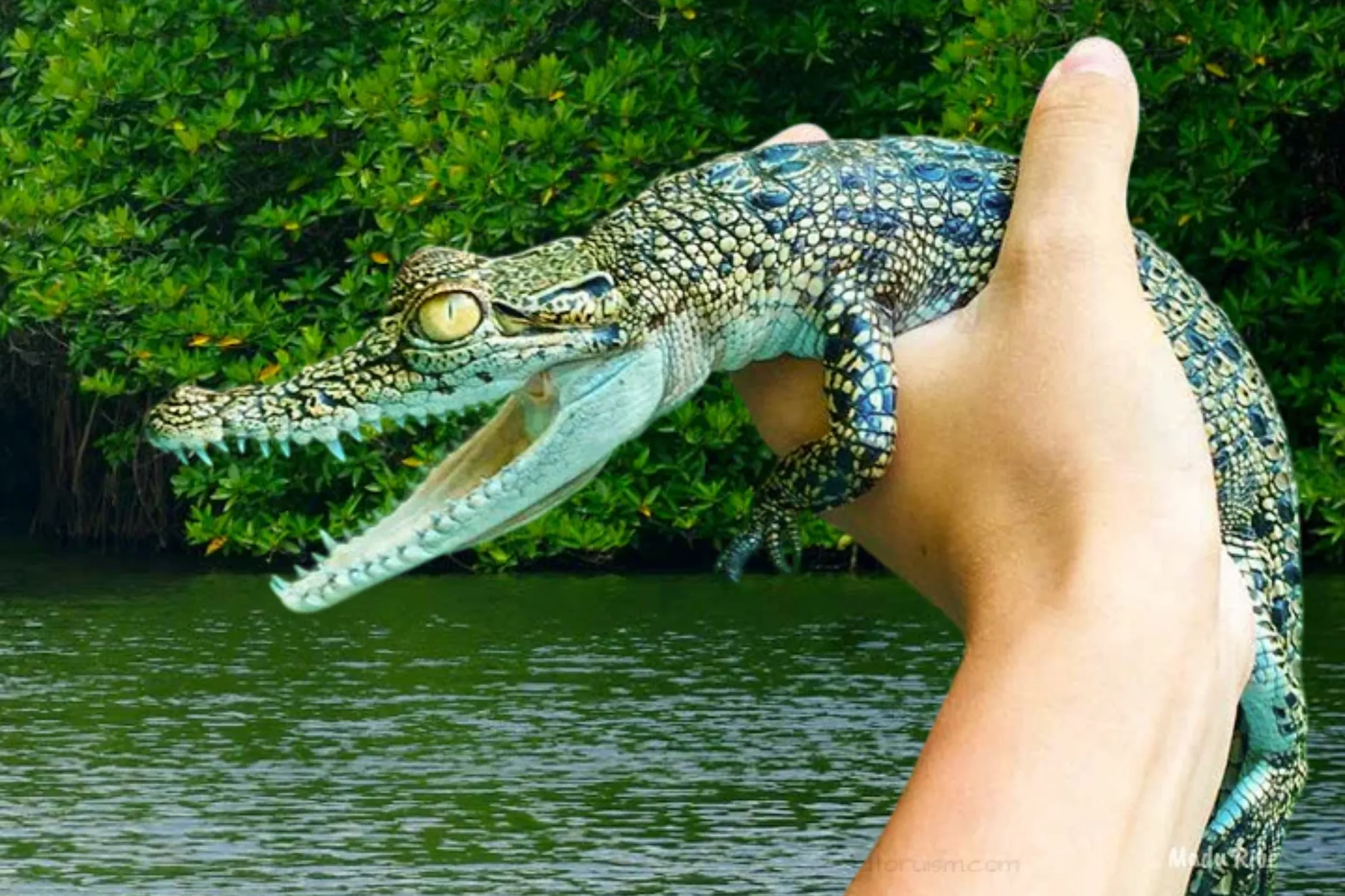 5 NIGHTS / 6 DAYS – WILDLIFE, TEA TRAILS & SOUTHERN BEACHES | Viathra Leisure