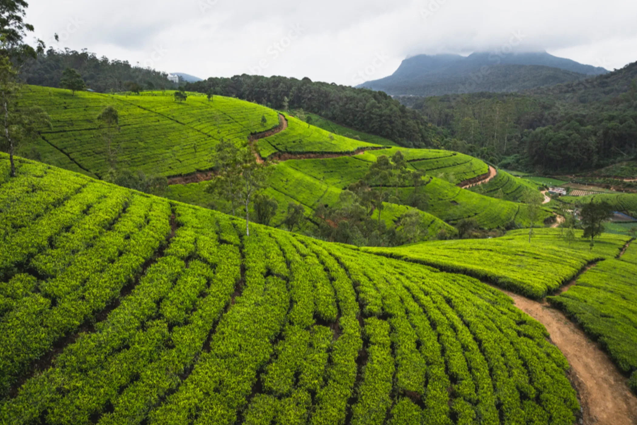 6 NIGHTS / 7 DAYS – CLASSIC SRI LANKA EXPERIENCE | Viathra Leisure