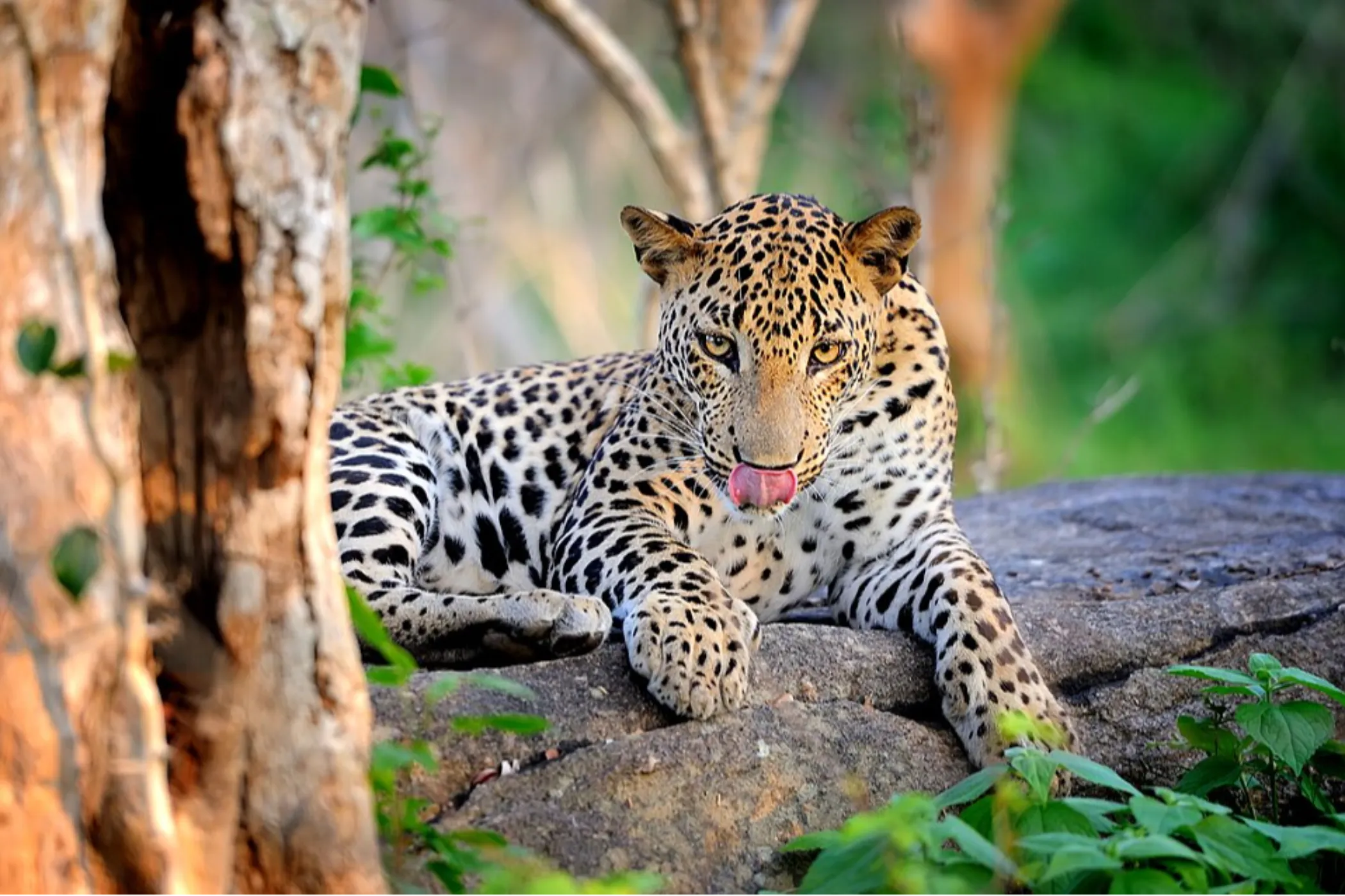 6 NIGHTS / 7 DAYS – CLASSIC SRI LANKA EXPERIENCE | Viathra Leisure
