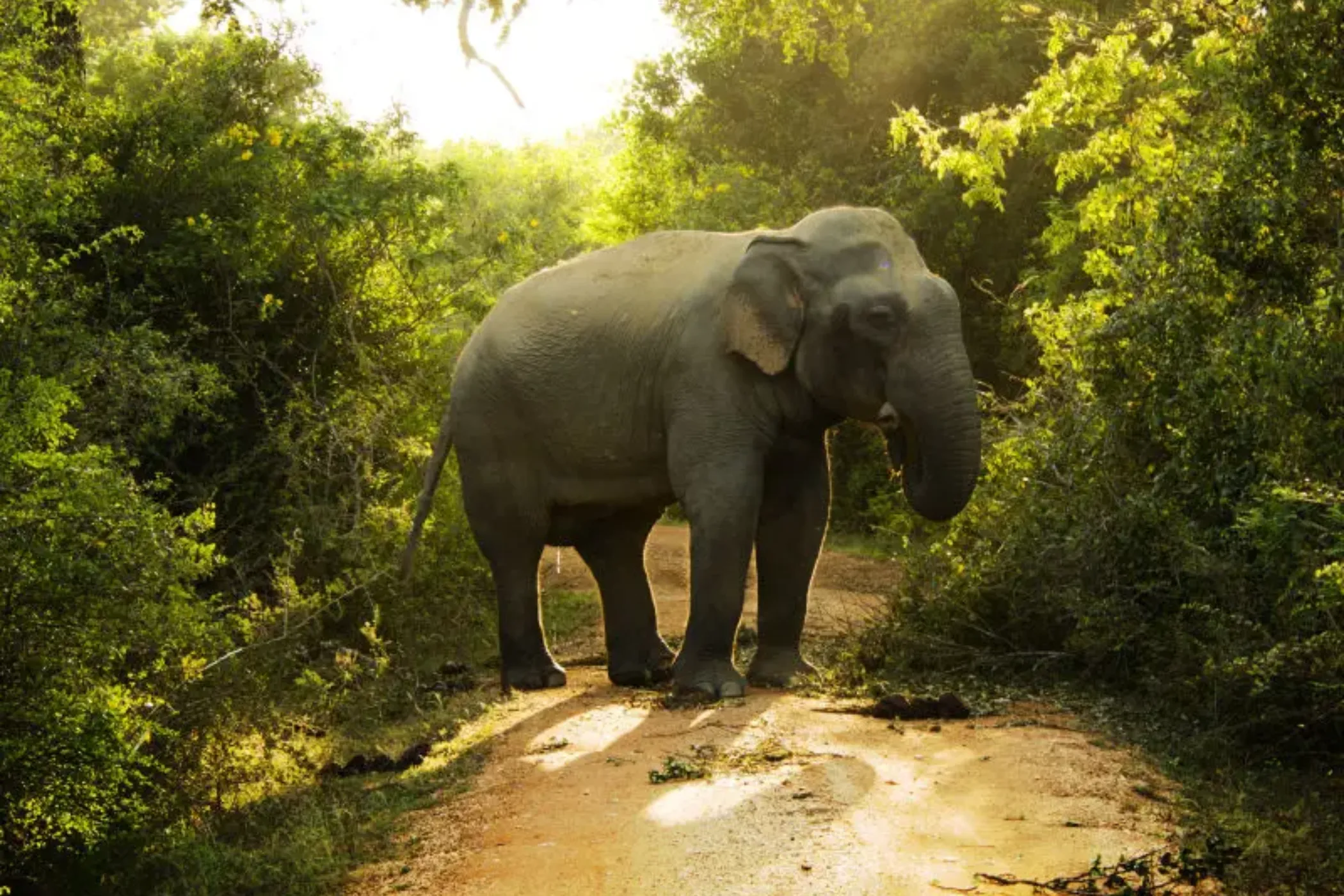6 NIGHTS / 7 DAYS – CLASSIC SRI LANKA EXPERIENCE | Viathra Leisure