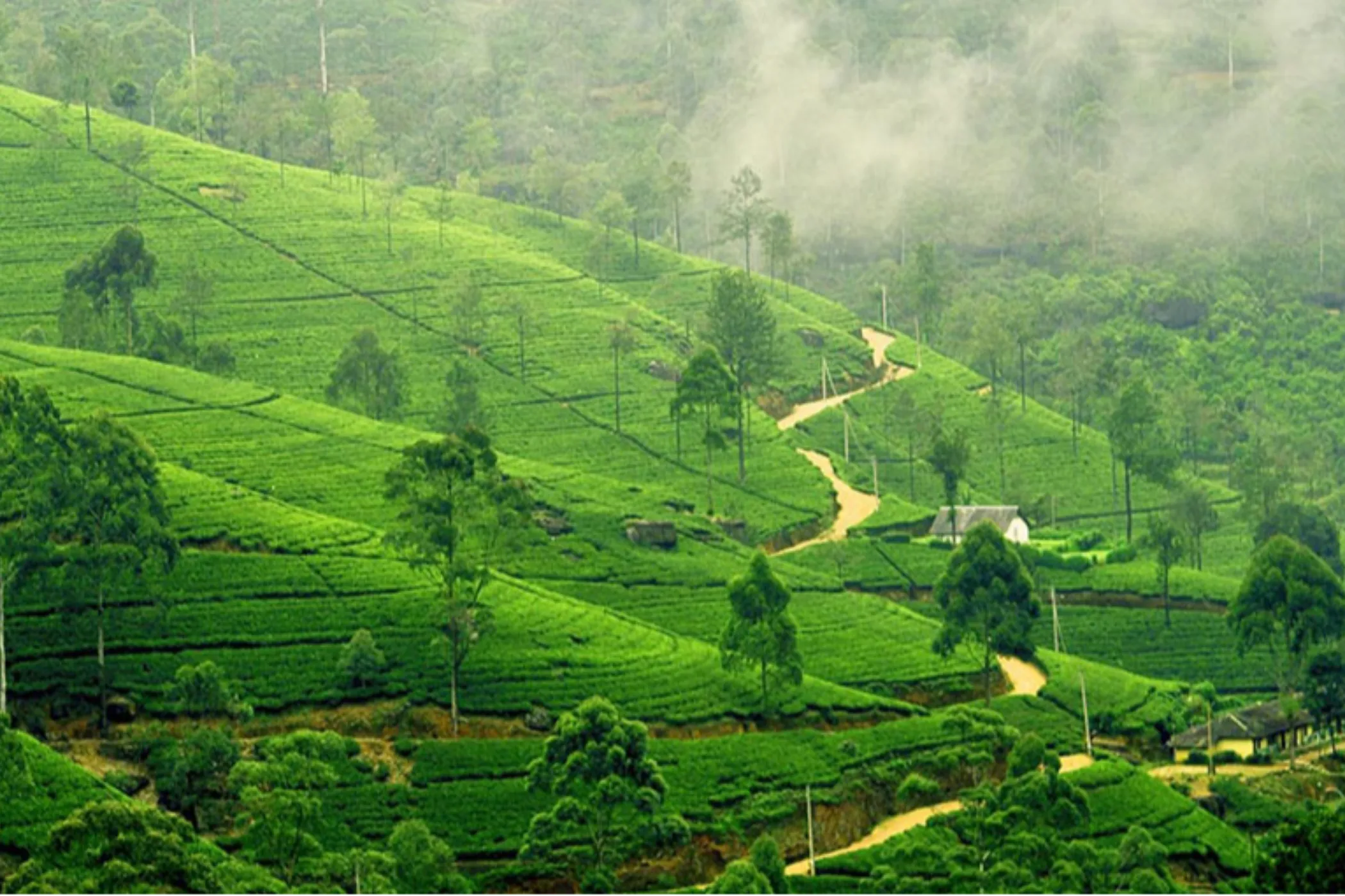 7 Nights / 8 Days – Whispers of Lanka: A Cultural and Coastal Odyssey | Viathra Leisure