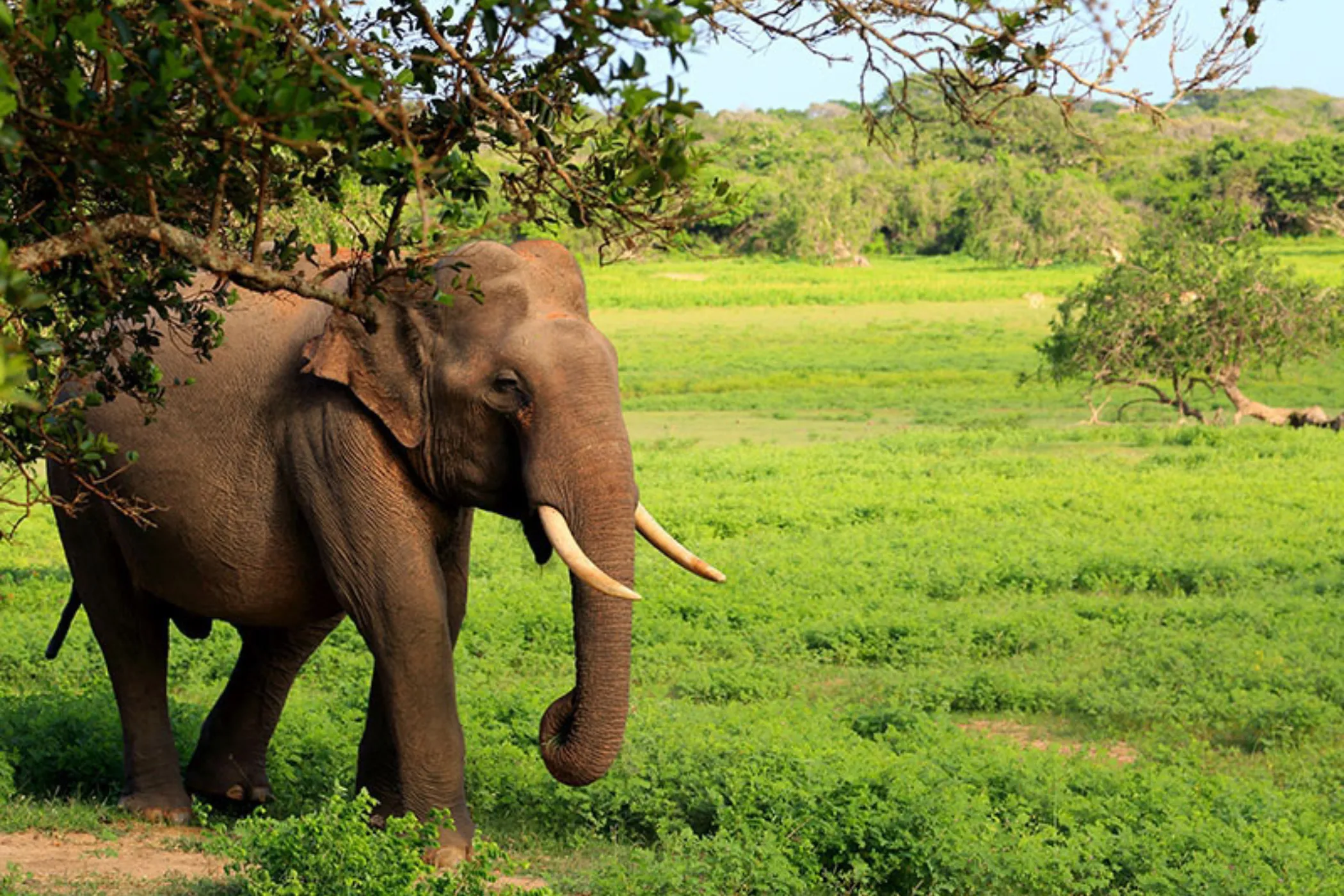 7 Nights / 8 Days – Whispers of Lanka: A Cultural and Coastal Odyssey | Viathra Leisure