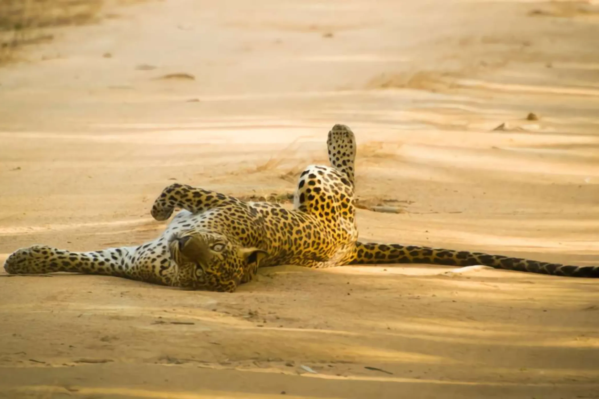 7 Nights / 8 Days – Whispers of Lanka: A Cultural and Coastal Odyssey | Viathra Leisure