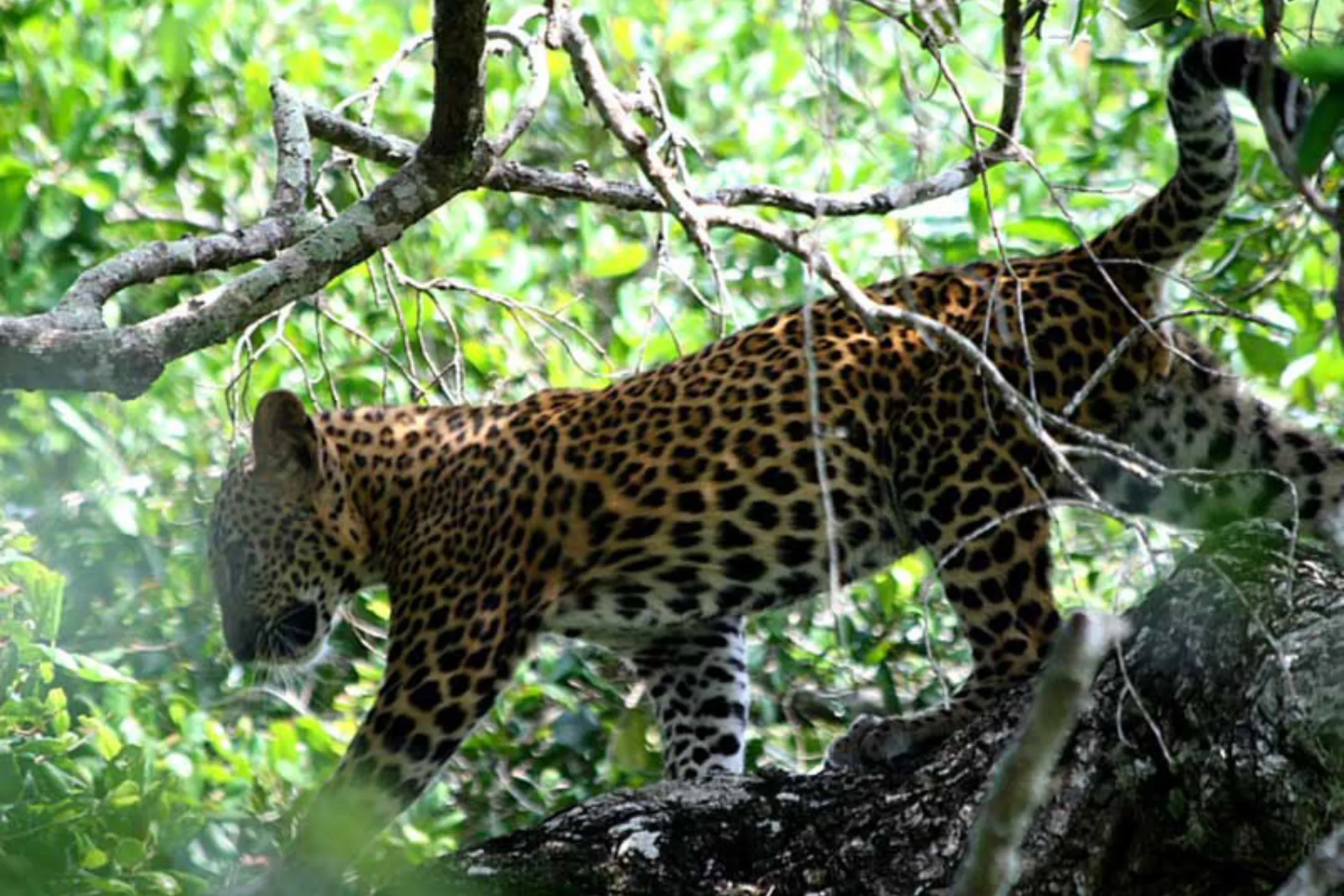 08 NIGHTS / 09 DAYS - WHISPERS OF LANKA: HIGHLANDS, HERITAGE & HIDDEN TRAILS | Viathra Leisure
