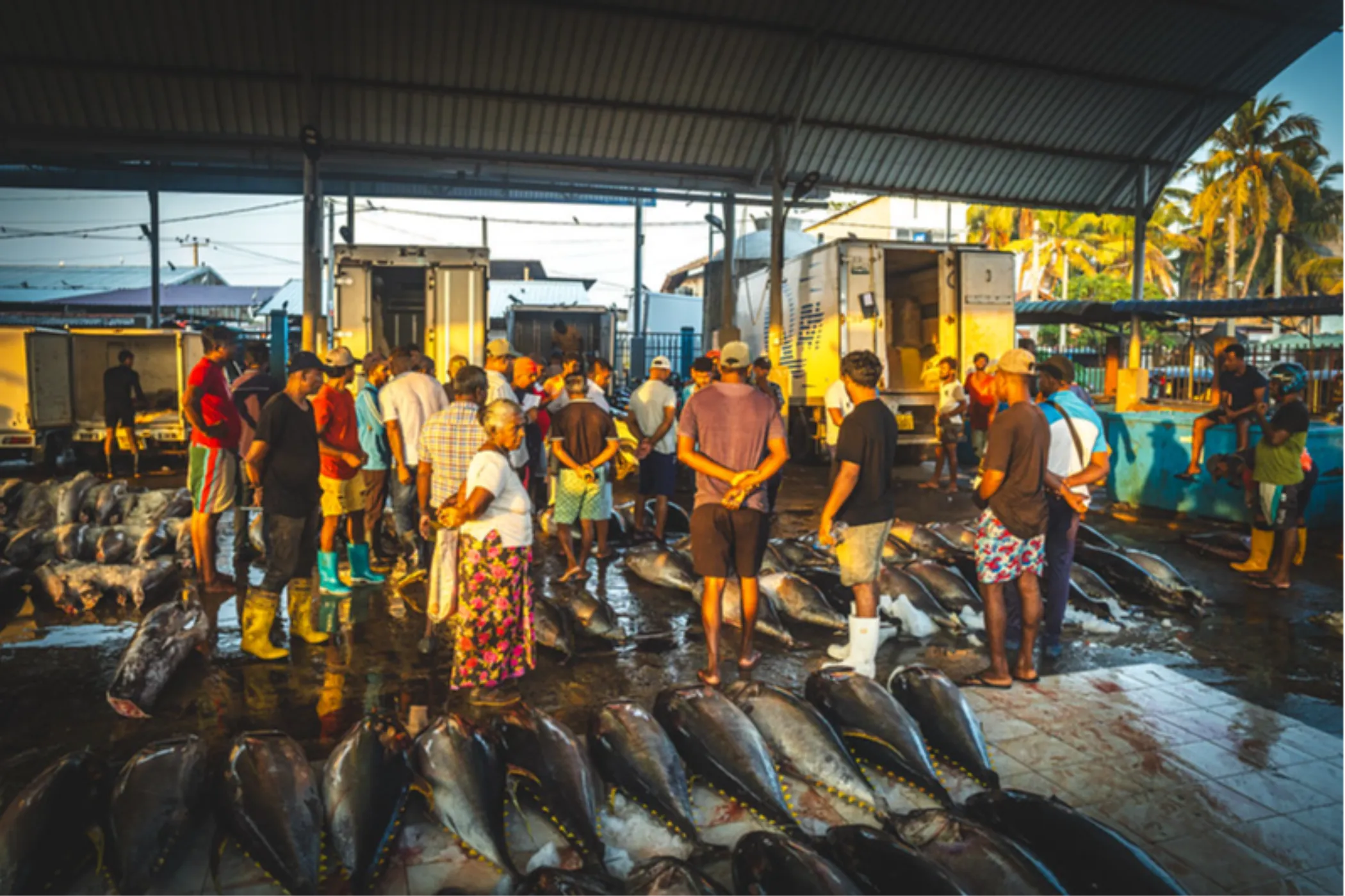 Serendib Sojourn: Sri Lanka's Best in 10 Days Sri Lanka tour