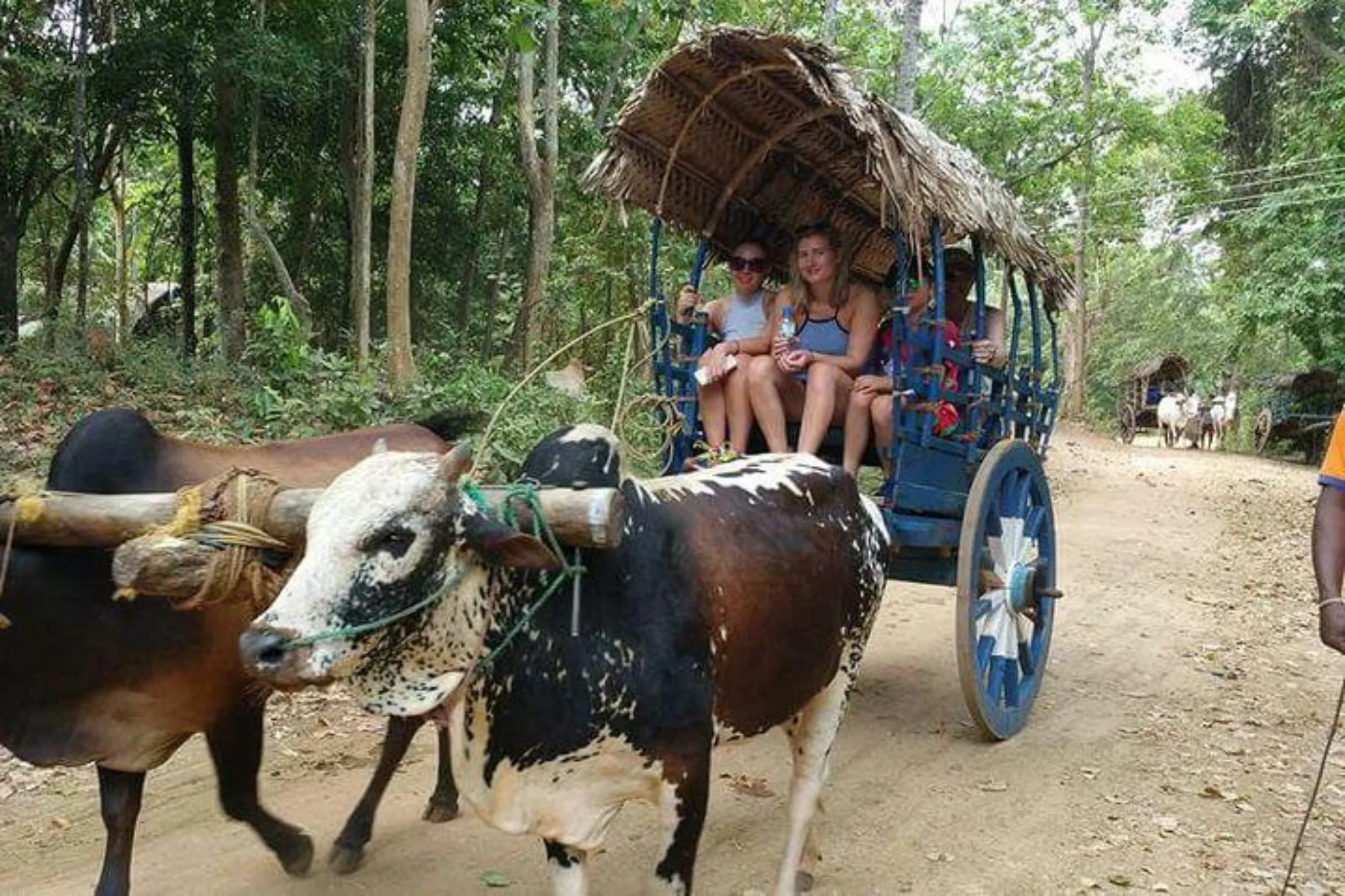 Serendib Sojourn: Sri Lanka's Best in 10 Days | Viathra Leisure