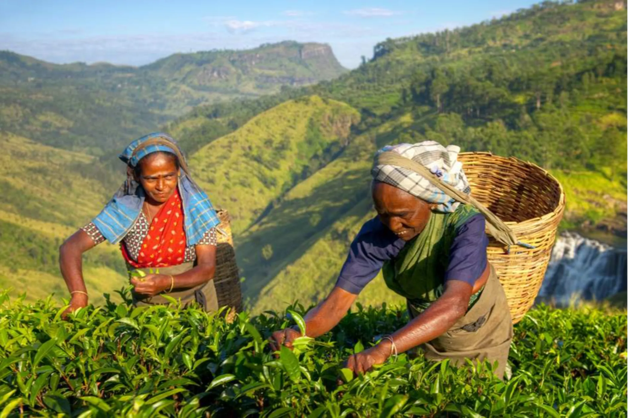 Serendib Sojourn: Sri Lanka's Best in 10 Days | Viathra Leisure