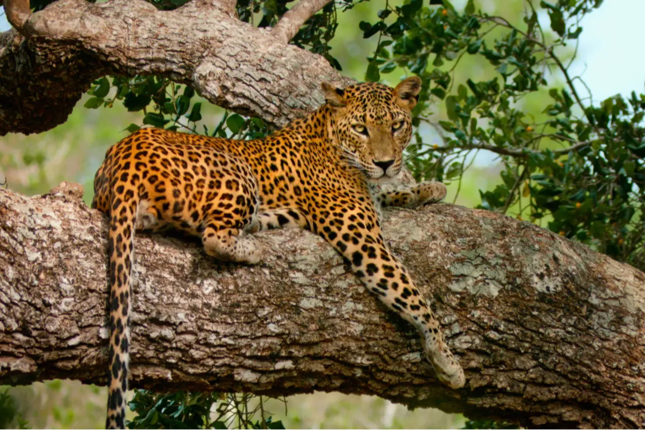 Serendib Sojourn: Sri Lanka's Best in 10 Days | Viathra Leisure